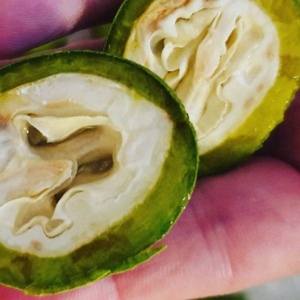 29B7DC1B-D27F-44B6-8FC1-E9A45D4D524B