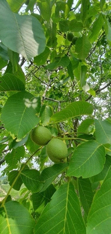 426CAD96-04EC-4AA3-A758-5EE1CD25A32A