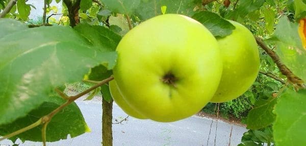 C35BBF89-2FBB-401C-BB2A-03DFDC813436