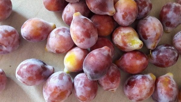 IMG_5871-e1534773341749