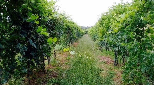 I vigneti di Nebbiolo