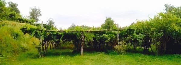 I vigneti di Erbaluce