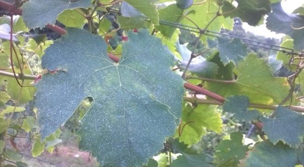 Le foglie della uva Nebbiolo