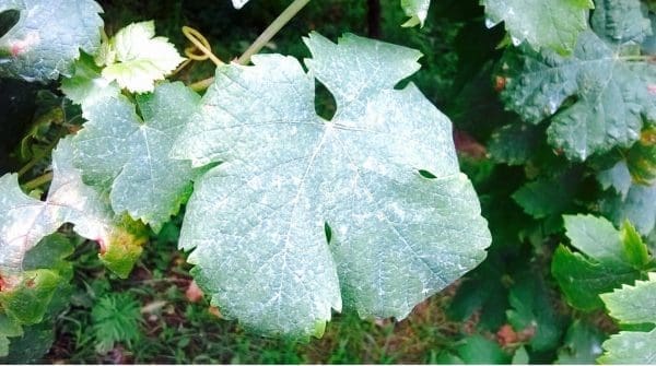 Le foglie della uva Erbaluce