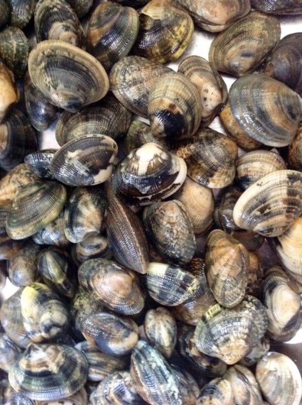 Legg alle vongole i vasken, ta de mellom hendene og "skrubb" dem som om du vasker hendene. Legg dem i en bolle med vann til du skal bruke dem. De som allerede har åpnet seg skal du kaste.