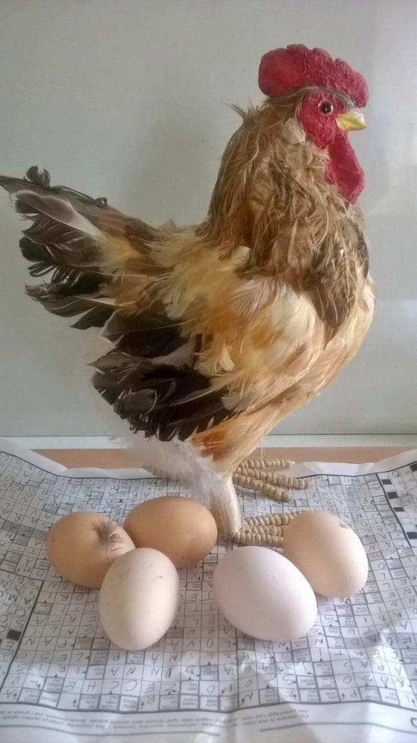 Siste gang jeg fikk ferske egg fra Sara var de pakket inn i en ferdigløst kryssord. Det er det vi kaller å "riciclare"
